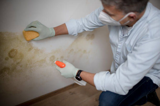 Best Mold Testing and Inspection Services in Lake Crystal, MN