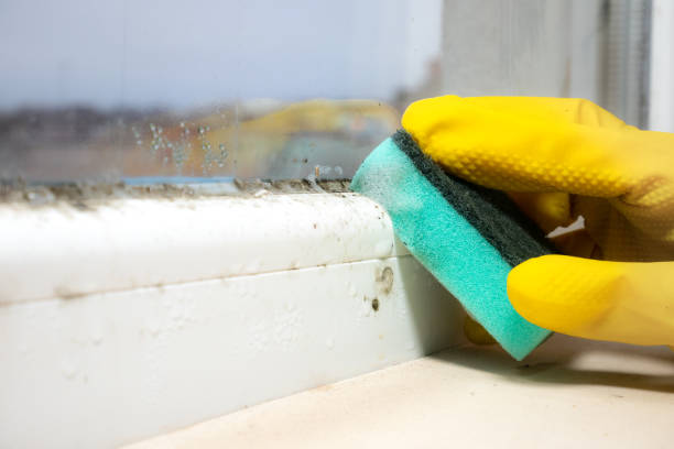 Best Commercial Mold Remediation in Lake Crystal, MN