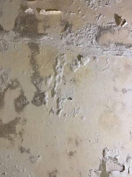 Best Post-Flood Mold Remediation in Lake Crystal, MN