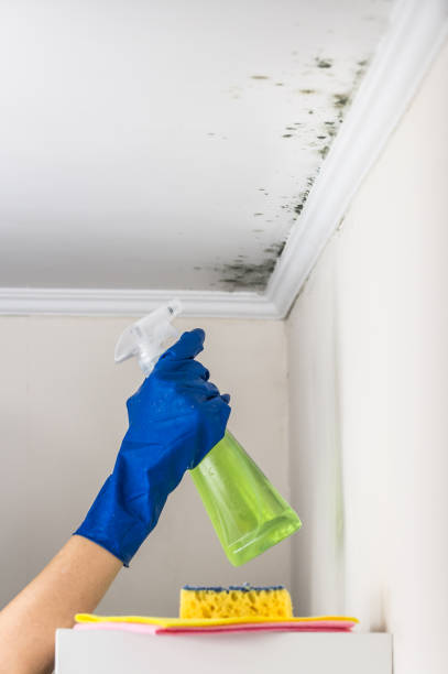 Best DIY Mold Remediation Support Services in Lake Crystal, MN